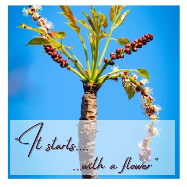 Blog-Pic-It-starts-with-a-flower_png